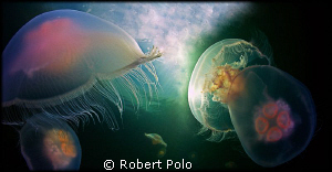 Constellation  "Jellyfish" by Robert Polo 
